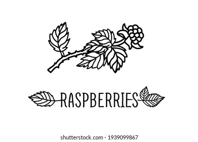 Raspberry vector drawing. Isolated berry branch sketch on white background. Summer fruit engraved style illustration. Hand drawn vegetarian food for label, poster, print