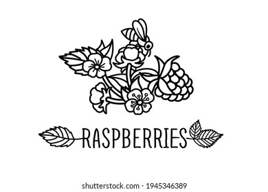 Dibujo vectorial de frambuesa. Esbozo aislado de bizcocho sobre fondo blanco. Ilustración de estilo de fruta de verano grabada. Rama de frambuesa dibujada a mano con flores y abejas.