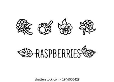 Raspberry vector drawing. Isolated berry branch sketch on white background. Summer fruit engraved style illustration. Hand drawn vegetarian food for label, poster, print