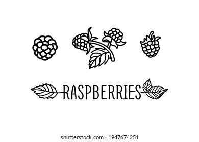 Raspberry vector drawing. Isolated berry branch sketch on white background. Summer fruit engraved style illustration. Hand drawn vegetarian food for label, poster, print