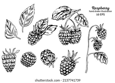 Raspberry vector drawing. Isolated berry branch sketch on white background. Summer fruits engraved style illustration. Detailed hand drawn vegetarian food. Great for label, poster, print.
