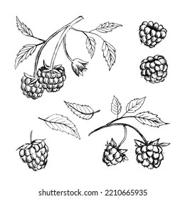 Raspberry vector drawing. Isolated berry branch sketch on white background. Summer fruit engraved style illustration. Detailed hand drawn vegetarian food. Great for label, poster, print