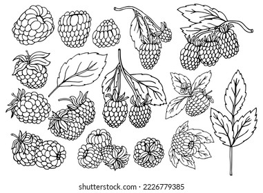 Raspberry vector drawing. Isolated berry branch sketch on white background. Summer fruit engraved style illustration. Detailed hand drawn vegetarian food. Great for label, poster, print