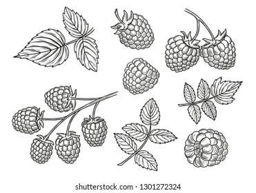 Raspberry Vector Drawing Set. Isolated Berry Branch And Leaves Sketches.