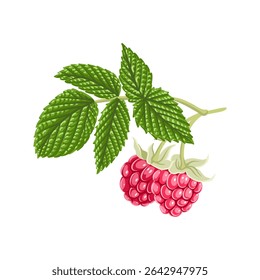 raspberry, vector drawing tree branch with berries and green leaves isolated at white background, hand drawn illustration