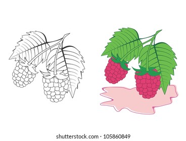 Raspberry vector illustration