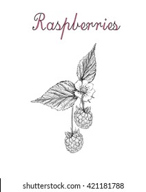 raspberry vector illustration. berries sketch. branch of blossoming raspberry. raspberry. raspberry llustration. berries sketch. branch of blossoming raspberry. raspberry.
 raspberry