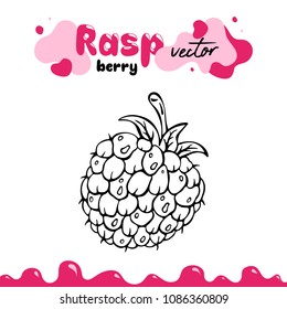 Raspberry vector illustration, berry clipart. Raspberry vector illustration for logo, design. Isolated raspberry vector illustration for menu, package. Hand drawn berry clipart, raspberry isolated