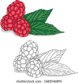 Raspberry vector illustration, colored and black and white, isolated background.