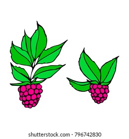 Raspberry vector illustration. Doodle style. Design, print, logo, decor, textile, paper.