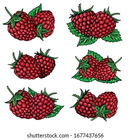 Raspberry vector illustration. Hand drawn food engraved style illustration. Detailed  sketch. Great for label, poster, print, menu