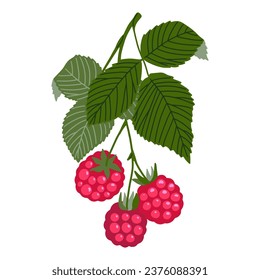 Raspberry vector illustration. Hand drawn branch with red ripe forest berries with leaves isolated on white background. Sweet northern healthy food drawing for packaging, print