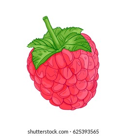 raspberry vector illustration realistic dessert berry organic