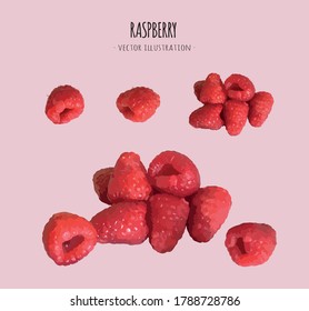 Raspberry Vector Illustration. Realistic Style