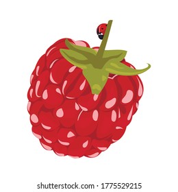 Raspberry Vector Illustration. Red Berry Drawing. Background design for sweets and pastries filled with raspberry, dessert menu, health care products, natural cosmetics. Collection berries with leaves