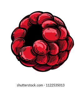 Raspberry. Ilustración vectorial en estilo de esbozo aislado en fondo blanco para el diseño de embalajes, etiquetas y mucho más.