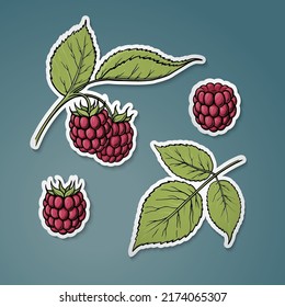 Frambuesa. Conjunto de vectores de frambuesa, diseño plano