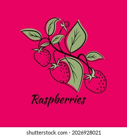 Raspberry vector set. Sketch of berry branch, isolated raspberry drawing on white background. Elements for label, package