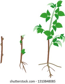 Raspberry Vegetative Reproduction Scheme Growth Stages Stock Vector ...