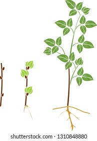 Raspberry vegetative reproduction scheme. Growth stages from propagule (stem cutting) to first year cane (primocane) of raspberry plant