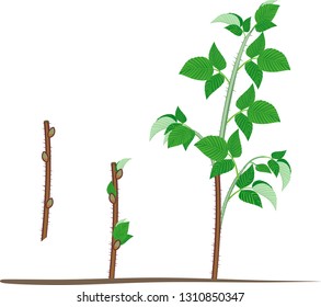 Raspberry vegetative reproduction scheme. Growth stages from propagule (stem cutting) to first year cane (primocane) of raspberry plant