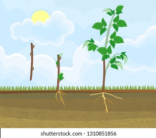 Raspberry vegetative reproduction scheme. Growth stages from propagule (stem cutting) to first year cane (primocane) of raspberry plant