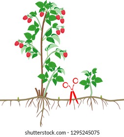 Raspberry vegetative reproduction scheme. Raspberry shrub with red berries, root system and green leaves isolated on white background
