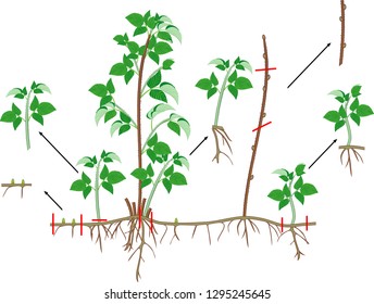 Raspberry vegetative reproduction scheme. Raspberry shrub with root system and green leaves isolated on white background