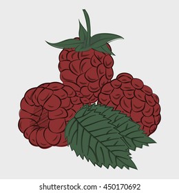 Raspberry vintage poster, vector illustration