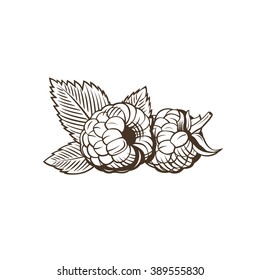 Raspberry In Vintage Style. Line Art Vector Illustration