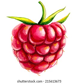 Raspberry Watercolor  Illustration