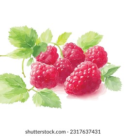 Raspberry watercolor white background.Ripe raspberries with green leaves. Watercolor hand drawn