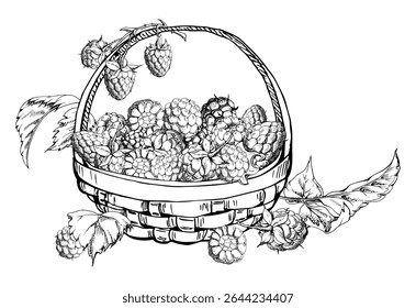 Raspberry in weaved basket on stalks with leaves, ripe picked garden berry harvest, hand drawn in vector ink dewberry cloudberry mulberry. Isolated illustration. Farmers market grocery home preserves