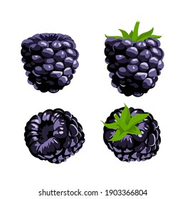 Raspberry with whole and slice of raspberry with green tail lisolated on white background, vector illustration.