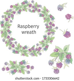 Raspberry wreath of red berries and green leaves. Vector set of raspberry branches cut on white.