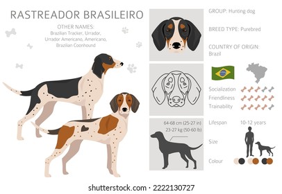 Rastreador Brasileiro clipart. All coat colors set.  All dog breeds characteristics infographic. Vector illustration