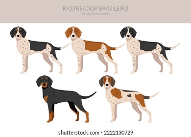 Rastreador Brasileiro clipart. All coat colors set.  All dog breeds characteristics infographic. Vector illustration