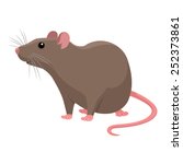 Rat