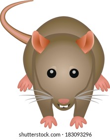 Rat