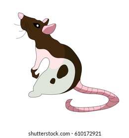 rat