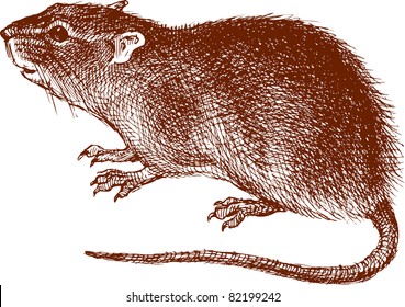 Rat