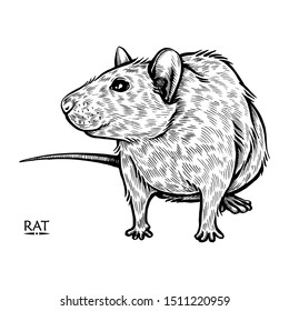 Rat Drawing Images, Stock Photos & Vectors | Shutterstock