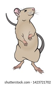 Rat beige color stands on its hind legs. Rat symbol of 2020 - full color vector picture. Rat is a cute pet.