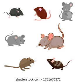 Rat breeds icon set flat style isolated on white. Pet rodents collection. Create your own infographic about pets. cute small animal rat mouse vector illustration flat design