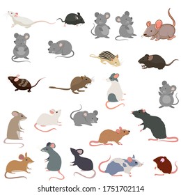 Rat breeds icon set flat style isolated on white. Pet rodents collection. Create your own infographic about pets. cute small animal rat mouse vector illustration flat design