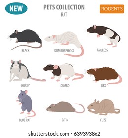 Rat breeds icon set flat style isolated on white. Pet rodents collection. Create own infographic about pets. Vector illustration