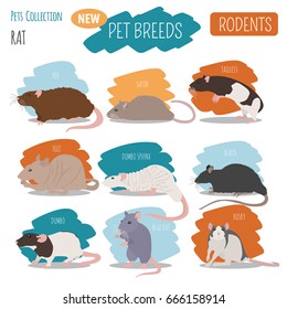 Rat breeds icon set flat style isolated on white. Pet rodents collection. Create own infographic about pets. Vector illustration