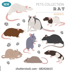 Rat breeds icon set flat style isolated on white. Pet rodents collection. Create own infographic about pets. Vector illustration