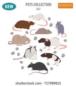 Rat breeds icon set flat style isolated on white. Pet rodents collection. Create own infographic about pets. Vector illustration