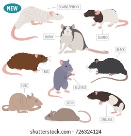 Rat breeds icon set flat style isolated on white. Pet rodents collection. Create own infographic about pets. Vector illustration